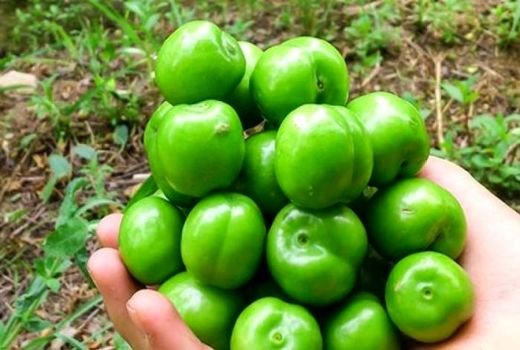 آغاز برداشت نوبرانه گوجه سبز - سرپلذهاب