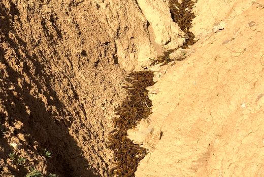 کوچ ملخ‌ها به کوه،‌‎ مبارزه با آن را در بوشهر دشوار کرد 