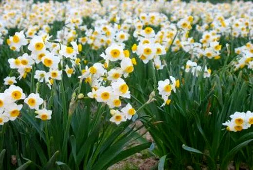 کشت گل نرگس در اندیکا