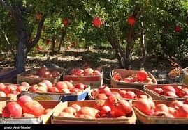 برداشت   1560  تن انار از باغات خراسان شمالی