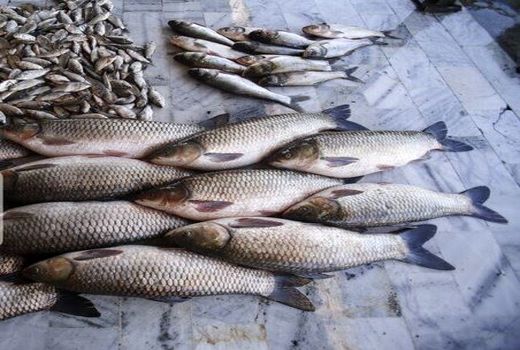 قیمت ماهی در شیروان کاهش یافت