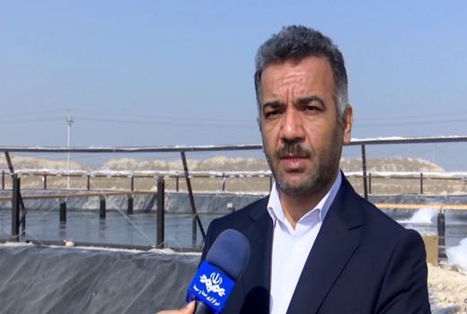 ذخیره‌سازی سه میلیارد قطعه لارو میگو در استخر‌های پرورشی 