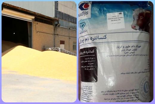 توزیع رایگان خوراک دام توسط اتحادیه دامداران خوزستان