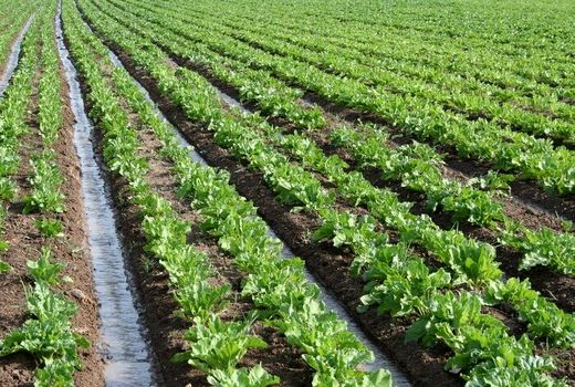 احیای کشت چغندر پس از دو دهه در قزوین؛ تلاش برای افزایش عملکرد تولید