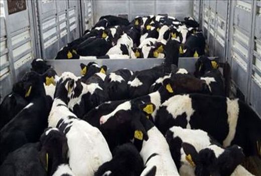 لغو ممنوعیت انتقال دام سنگین به استان های مرزی
