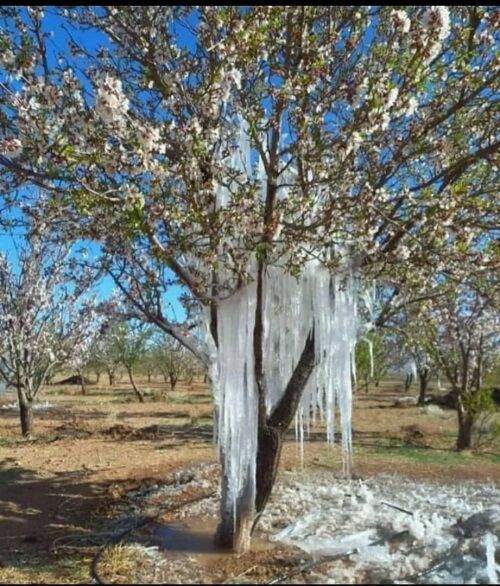 خسارت سرمای بهاره در خرم بید برآورد شد  