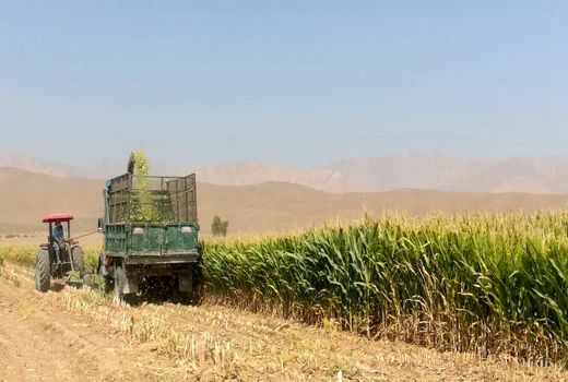 آغاز برداشت ذرت از مزارع استهبان