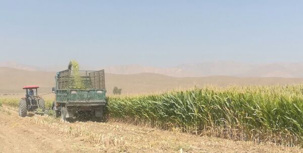 آغاز برداشت ذرت از مزارع استهبان