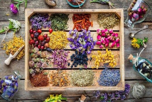 ۵۰۰ هزار تن  تولید گیاهان دارویی در سال جاری 
