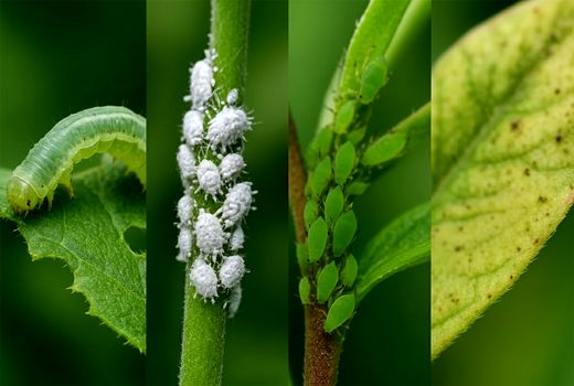 5 میلیون نمونه حشره و گیاه در موسسه گیاهی پزشکی ایران نگهداری می‌شود