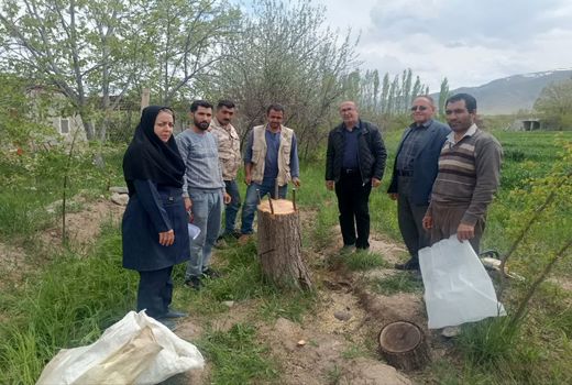 افزایش سودآوری باغداران جلفا با سرشاخه‌کاری بیش از ۱۲ هزار درخت گردو طی ۸ سال اخیر