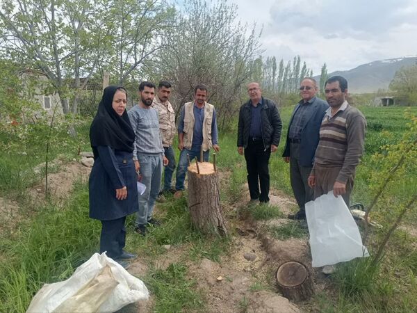 افزایش سودآوری باغداران جلفا با سرشاخه‌کاری بیش از ۱۲ هزار درخت گردو طی ۸ سال اخیر