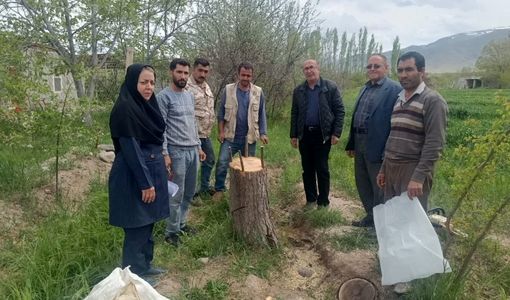 افزایش سودآوری باغداران جلفا با سرشاخه‌کاری بیش از ۱۲ هزار درخت گردو طی ۸ سال اخیر