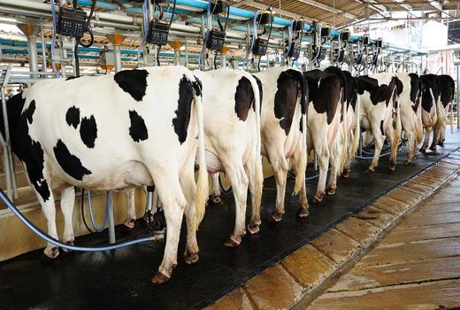 تولید 2 میلیون تن شیر گاو و 500 هزار راس گوساله پرواری در زمستان 99