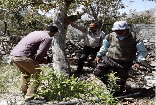 آغاز سربرداری از سطح ۳۰هکتار از باغ‌های گردوی بخش کوهپایه