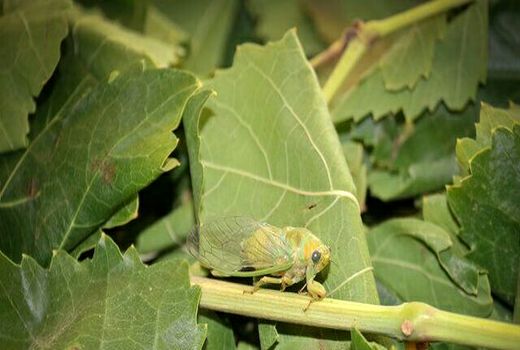 لزوم کنترل آفت زنجره مو در تاکستان ها