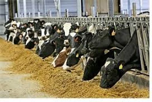 تسهیل در روند دریافت نهاده‌ها و کاهش تردد دامداران خوزستان