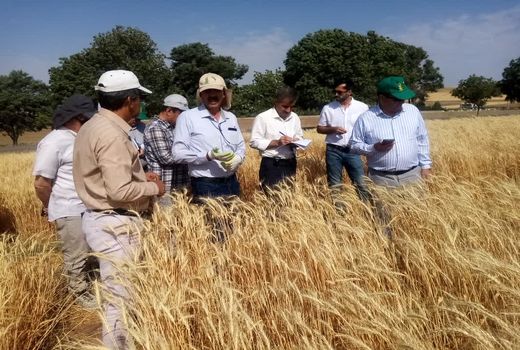 تولید پایدار زیر تیغ خشکسالی؛ مؤسسه دیم نسخه علمی پیچید