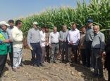 کشاورز میاندوآبی به مرحله کشوری نمونه برتر تولید ذرت علوفه‌ای راه یافت