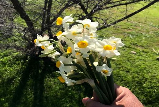 نرگس‌های دست کاشت قیروکارزین به گل نشست