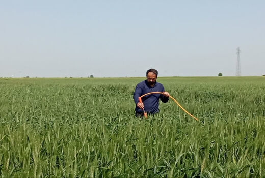 اجرای طرح پایلوت غنی‌سازی نان گندم در آبیک/ گامی نو در ارتقای کیفیت و تغذیه