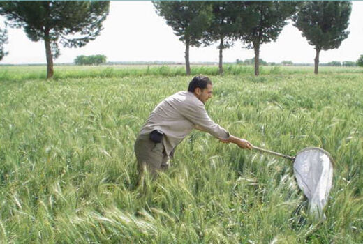 آغاز مبارزه با پوره سن گندم در مزارع کشاورزی شهرستان البرز