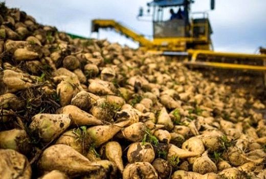 اصلاحیه قیمت خرید تضمینی چغندرقند برای سال زراعی ۱۴۰۱-۱۴۰۰ ابلاغ شد