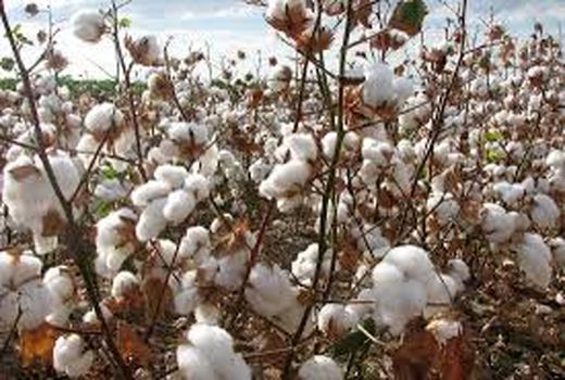 پیش بینی برداشت بالغ بر 17 هزارتن پنبه از مزارع خراسان جنوبی