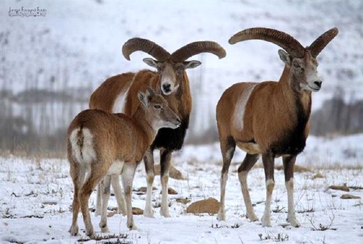 راه اندازی مرکزتحقیقات ژنتیکی قوچ و میش ارمنی در کردستان