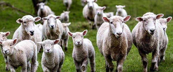 استرالیا چگونه 40 درصد خوراک دام کشور را از دیمکاری بدست می‌آورد