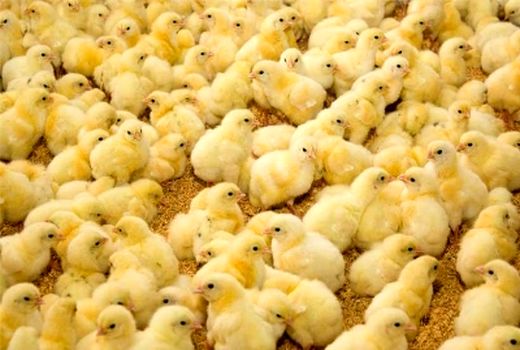 ۶ میلیون قطعه جوجه‌ریزی اردیبهشت ماه در آذربایجان شرقی