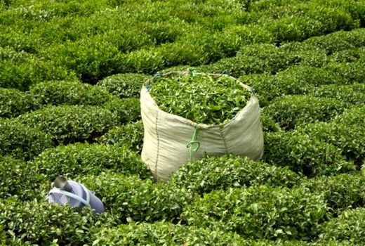 خرید 53 هزار تن برگ سبز چای از چایکاران گیلان و مازندران
