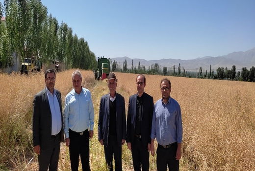 کیل گیری از مزرعه 20 هکتاری کلزا در اراضی روستای دولت آباد شهرستان مرند