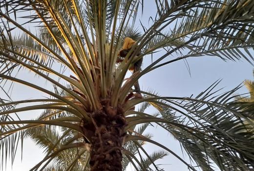 پایان گرده افشانی نخیلات در شهرستان داراب