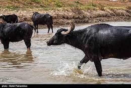 سه شنبه های حمایتی در حوضه آبریز کرخه  