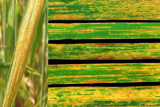 ارائه توصیه های لازم جهت پیشگیری از زنگ زرد گندم