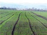 ۳۰ درصد سطح کشتزارهای دیم شیروان سبز شد