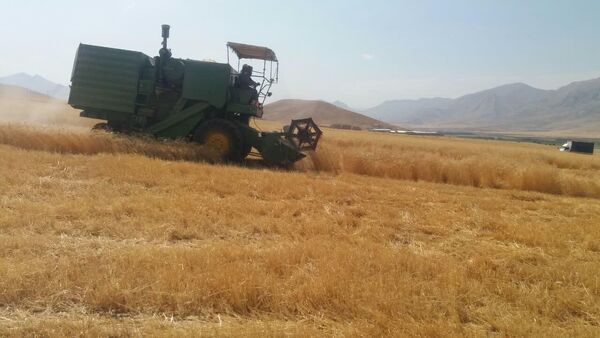 برداشت گندم از دوهزار هکتار از  اراضی کشاورزی شهرستان فارسان