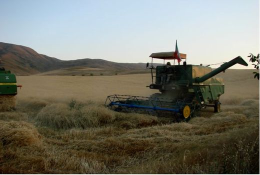 نظارت بر عملیات برداشت غلات در 38 هزار هکتار از مزارع  شهرستان اهر 