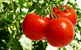 قیمت گوجه فرنگی 10 روز دیگر کاهش می‌یابد