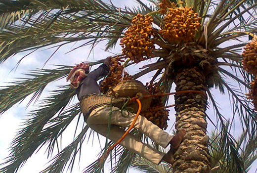 برداشت هفت هزار تن خارک و رطب در خنج 