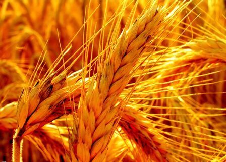 اختصاص یک هزار و 100هکتار از اراضی شهرستان درمیان به کشت گندم