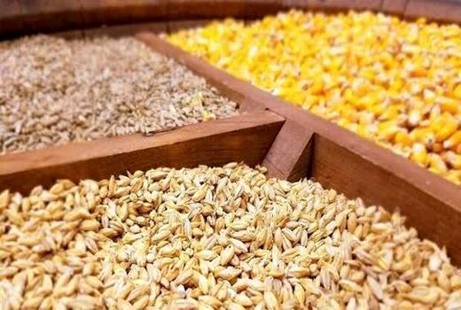 نهاده‌های دامی نیاز بیش از 6 ماه کشور را تأمین می‌کند