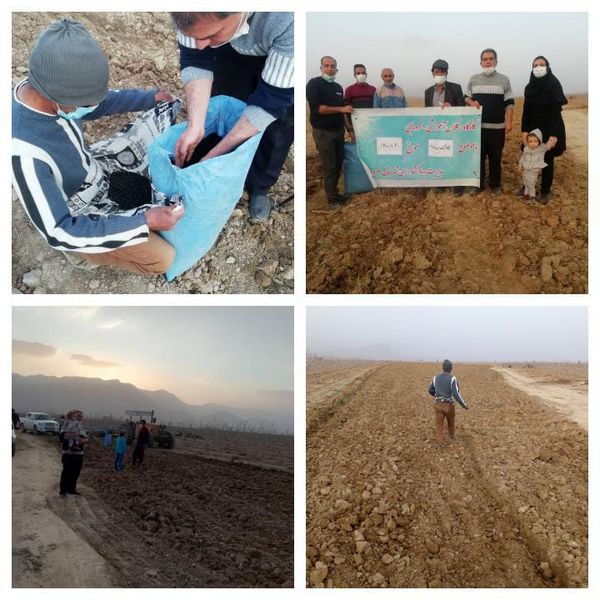 کاشت گیاه دارویی سیاه دانه در سروستان