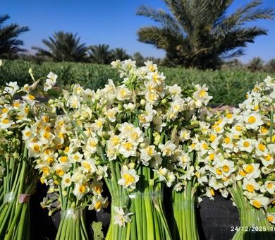 کازرون در آغوش عطر نرگس