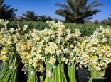 کازرون در آغوش عطر نرگس
