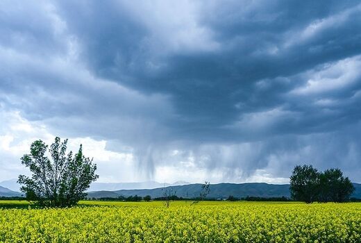 هفت اقدام تشویقی در سطح کلان برای توسعه کشت پاییزه کلزا