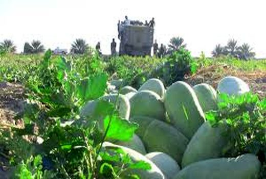 آغاز برداشت هندوانه در شهرستان پارس آباد مغان