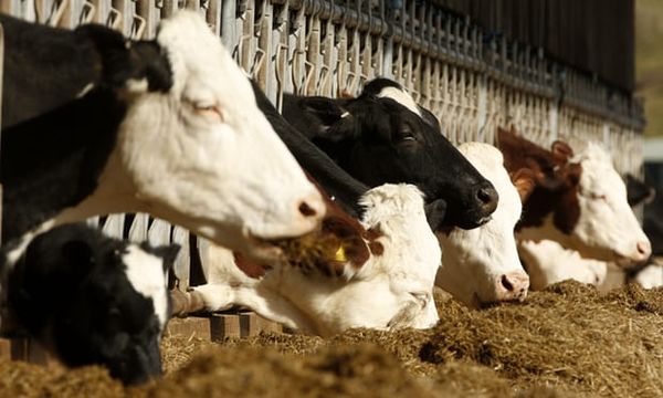 چاره‌اندیشی انگلیسی‌ها برای حل بحران فرآورده‌های غذایی