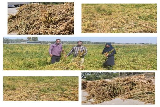 برداشت گیاه شوری زیست کینوا در دشتستان آغاز  گردید